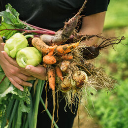 Eine Frau hält frisch aus der Erde gezogenes Gemüse in den Händen.